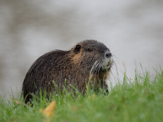 Nutria (Myocastor coypus)