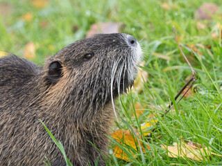 Nutria (Myocastor coypus)