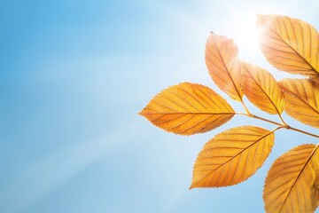 Obraz premium Vibrant Autumn Leaves Swirling Amidst Clear Blue Sky