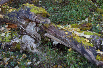 奥日光の秋は美しく優しい。広がる秋の景色。木々は輝き、落ち葉がカサコソと語りかけて来る。決して一人ではない。どこからか囀りが聞こえてくる。優しい日差しが私を暖かく包んでいる。ゆっくりと山道を登っていく。時折、苔の生えた倒木に腰をおろして深々と深呼吸。里山のやさしさ、暖かさは、私の心を癒してくれる。いつまでも此処に留まっていたい気持ちに駆られる。そして、私は暖かいコーヒーを口にした。