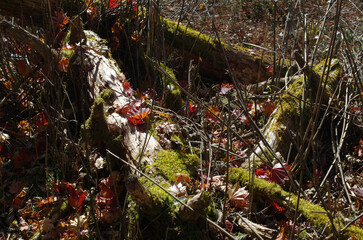 奥日光の秋は美しく優しい。広がる秋の景色。木々は輝き、落ち葉がカサコソと語りかけて来る。決して一人ではない。どこからか囀りが聞こえてくる。優しい日差しが私を暖かく包んでいる。ゆっくりと山道を登っていく。時折、苔の生えた倒木に腰をおろして深々と深呼吸。里山のやさしさ、暖かさは、私の心を癒してくれる。いつまでも此処に留まっていたい気持ちに駆られる。そして、私は暖かいコーヒーを口にした。