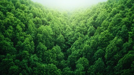 Saving Ecosystems with Biodiversity Protection and Environmental Innovation   A photograph showcasing a dense