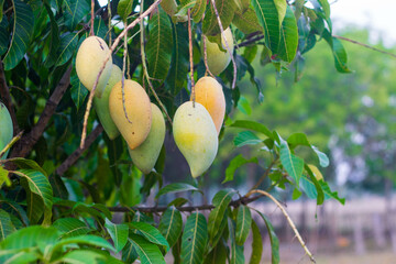 mango