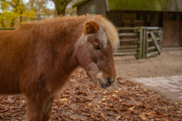 Shetland pony standing on a ground covered with autumn leaves. Pony has a rich reddish-brown coat...