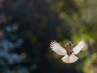  und Blaumeise (Cyanistes caeruleu)