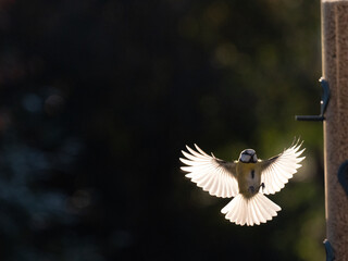  und Blaumeise (Cyanistes caeruleu)