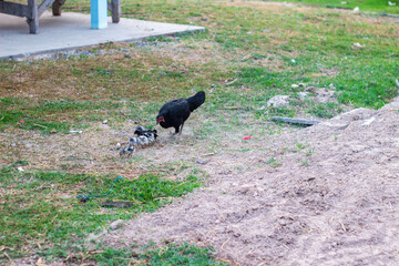 Obraz premium Hen and Chicks