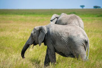 Simiyu is an administrative region of Tanzania. It was created in March 2012, being until then part...
