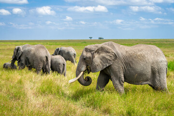 Simiyu is an administrative region of Tanzania. It was created in March 2012, being until then part...