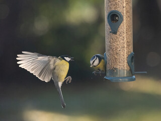 Kohlmeise (Parus major)