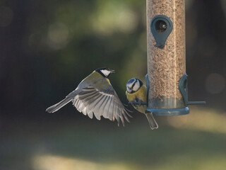 Kohlmeise (Parus major)