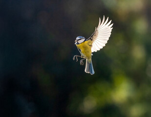  und Blaumeise (Cyanistes caeruleu)