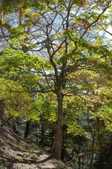 Obraz premium 奥日光の秋は美しく優しい。木々は輝き、水は穏やかに、足元では、落ち葉がカサコソと語りかけて来る。決して一人ではない。どこからか囀りが聞こえてくる。優しい日差しが私を暖かく包んでいる。ゆっくりと山道を登っていく。時折、苔の生えた倒木に腰をおろして深々と深呼吸。里山のやさしさ、暖かさは、私の心を癒してくれる。いつまでも此処に留まっていたい気持ちに駆られる。そして、私は暖かいコーヒーを口にした。