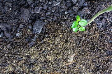 Top View of Fertile Organic Soil Texture in Asia