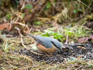 Kleiber (Sitta europaea)