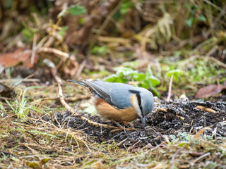 Kleiber (Sitta europaea)