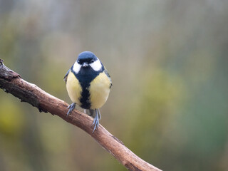 Fototapeta premium Kohlmeise (Parus major)