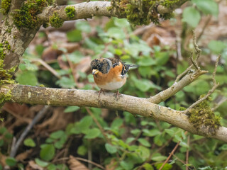 Bergfink (Fringilla montifringilla)