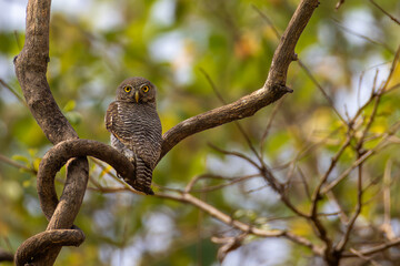 Obraz premium Jungle Owlet seating on tree branch. 