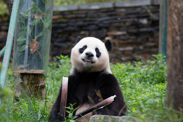 Fototapeta premium Male Panda Returned from USA, Xiao Qi Ji, Wolong Panda Base, China