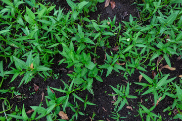 Top View of Green Water Spinach Plant on Textured Soil in Artificial Garden in Asia