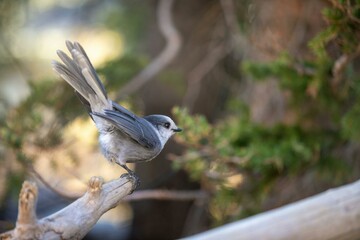 Fototapeta premium bird on a wire