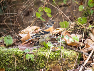 Fototapeta premium Bergfink&nbsp;(Fringilla montifringilla)
