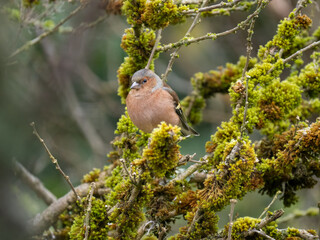 Buchfink (Fringilla coelebs)