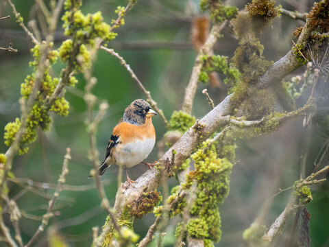 Bergfink&nbsp;(Fringilla montifringilla)