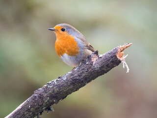 Rotkehlchen&nbsp;(Erithacus rubecula)