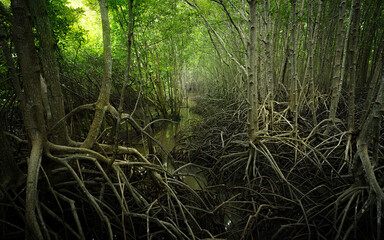 Mangrove root network in swamp forest. Nature's resilient system combating coastal erosion and...