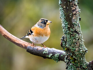 Bergfink (Fringilla montifringilla)
