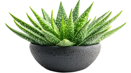 A vibrant aloe vera plant flourishes in a textured black pot, showcasing its distinct pointed leaves adorned with white speckles, perfect for indoor decor in a modern setting