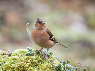 Buchfink (Fringilla coelebs)