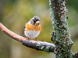 Bergfink (Fringilla montifringilla)