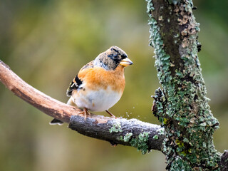 Bergfink (Fringilla montifringilla)