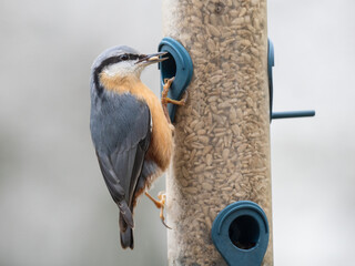 Kleiber (Sitta europaea)