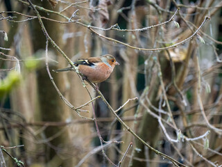 Buchfink (Fringilla coelebs),     Buchfink ,Fringilla...