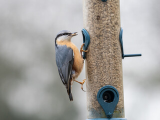 Kleiber (Sitta europaea)