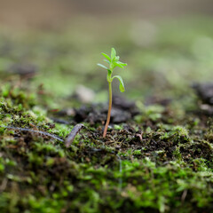 Small lone seedling growing in soil