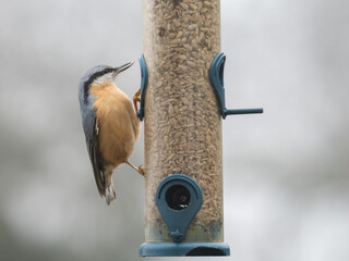 Kleiber (Sitta europaea)