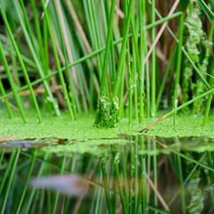 Reeds and duck weed in a pond