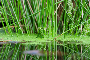 Reeds and duck weed in a pond