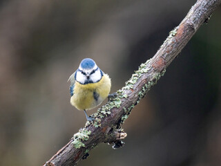 Blaumeise (Cyanistes caeruleu)