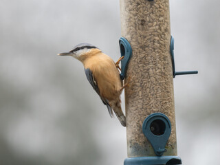 Kleiber (Sitta europaea)