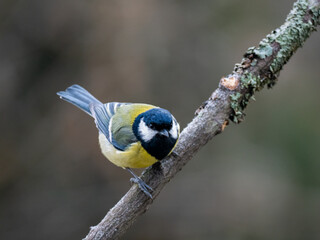 Kohlmeise (Parus major)