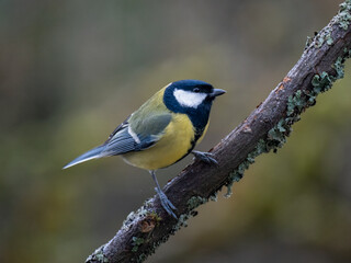 Kohlmeise (Parus major)