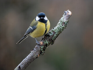 Kohlmeise (Parus major)