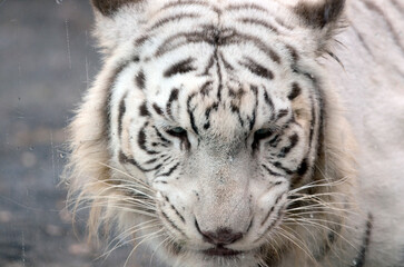 ホワイトタイガー