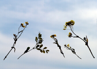 空に舞う野辺の葉っぱ。大空の中を漂っている。空飛ぶ葉っぱ。青空から茜色に変化していく大空。大自然の偉大さ、不思議さ。私は今、葉っぱと一緒に大空を漂っている。そろそろ日没は近い。不穏な風も吹き出した。ふと、私の心に不安な気持ちがどこからともなく湧いてきた。危機が迫ってくる地球。大丈夫か地球。地球が熱くなる。母なる地球が、今、悲鳴を上げている。私たちは何をなすべきか、できることは何か。